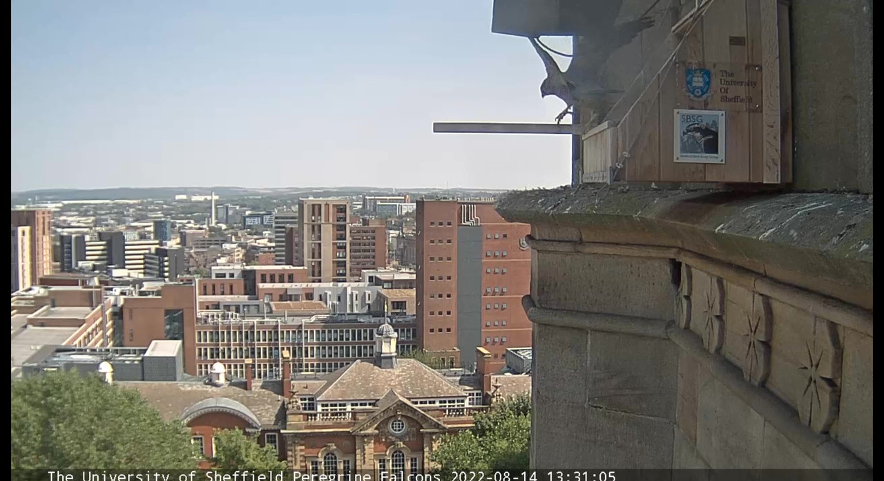 Sheffield/Yorkshire. - Pagina 4 Video-2022-08-14-143951-Moment-2