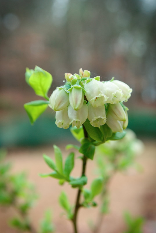 Blueberry Flowers