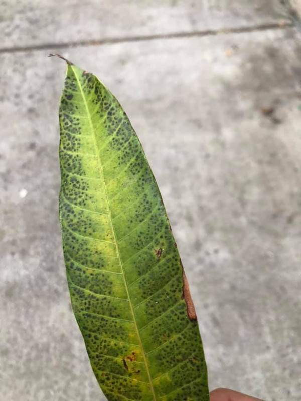 KeoLeaf