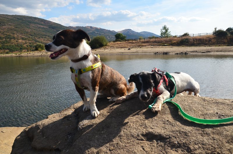 EMBALSE DE LA PINILLA-10-9-2016-MADRID - Paseando por España-1991/2016 (15)