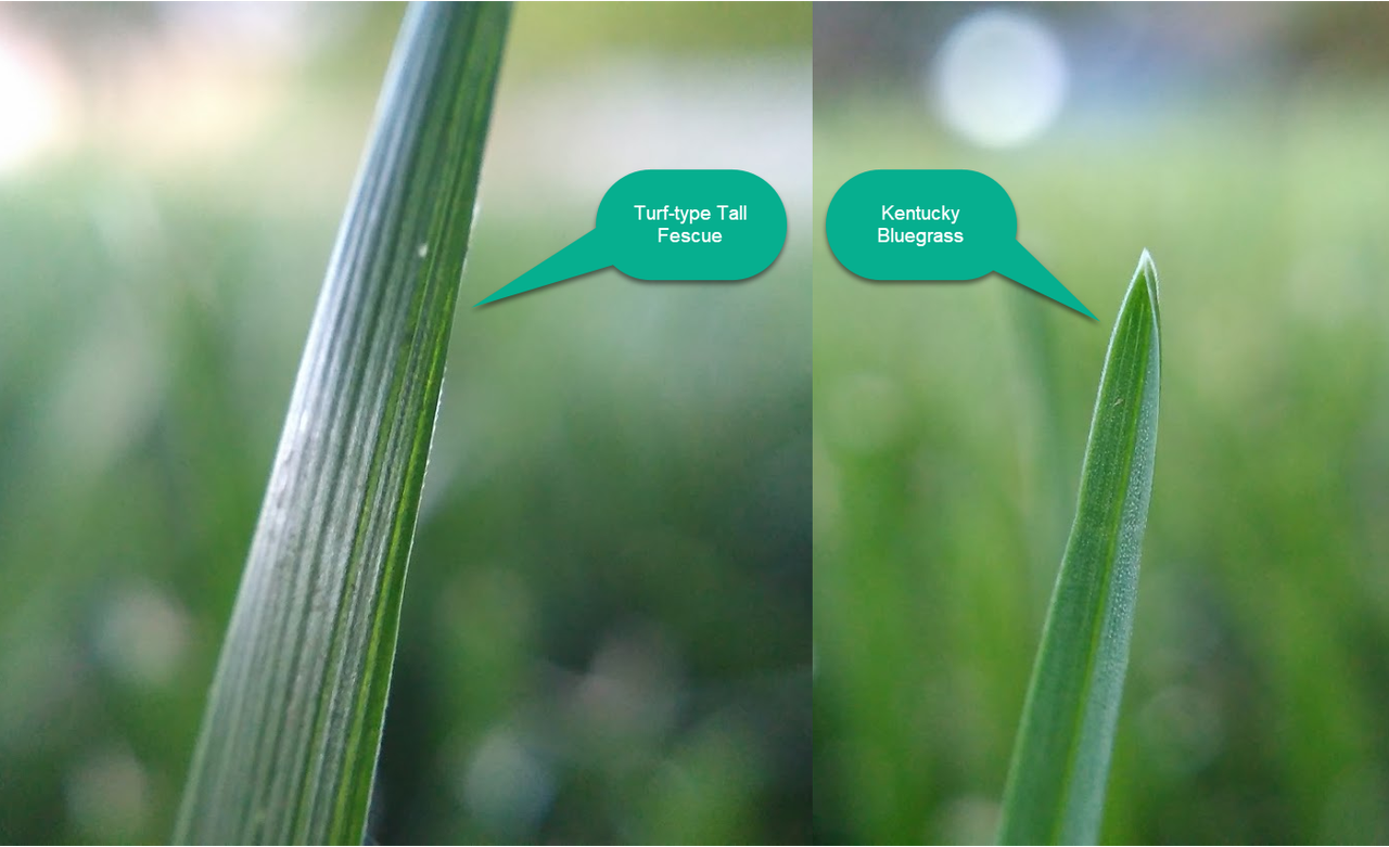 Tall Fescue KBG Comparison