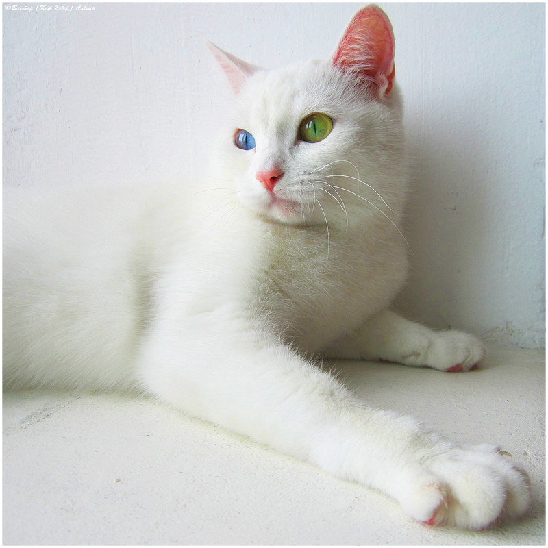 1-IMG_6479 копия