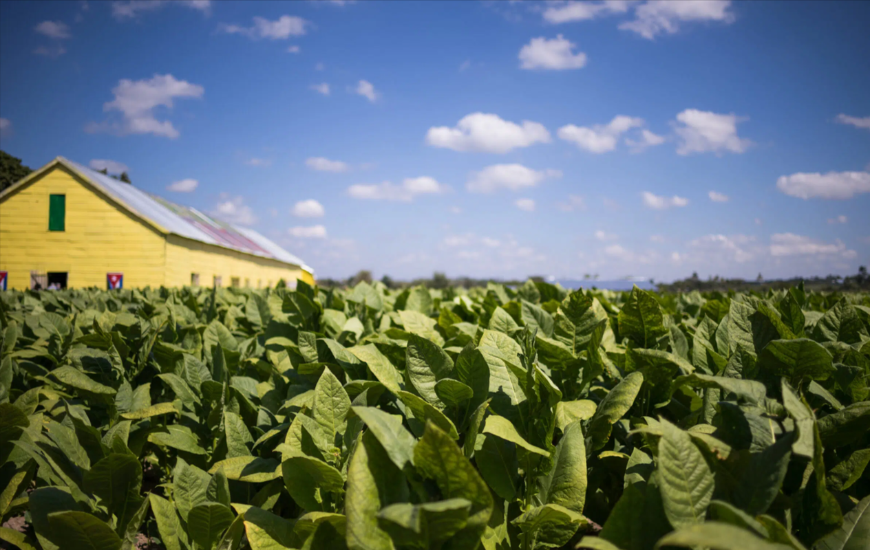 San-Juan-y-Martinez-farm-tobacco-field-2-scaled-jpg-webp-2400×1594-