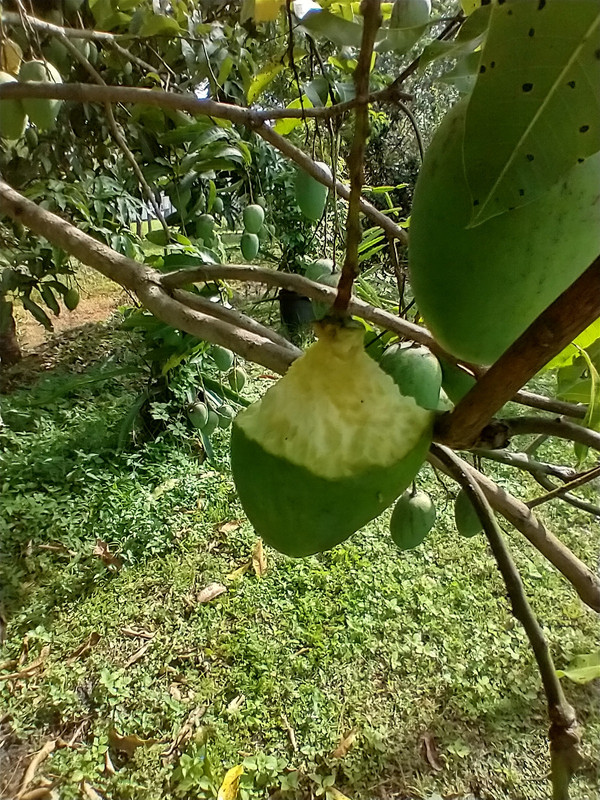 IMG_20230529_095308492_HDR