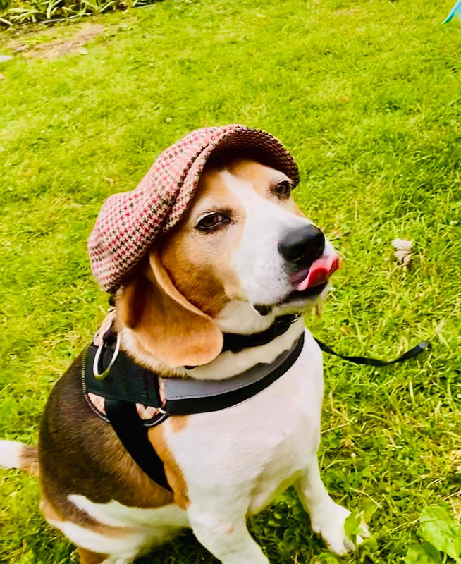 119958657_314833263147133_3000510604451479257_n (1)