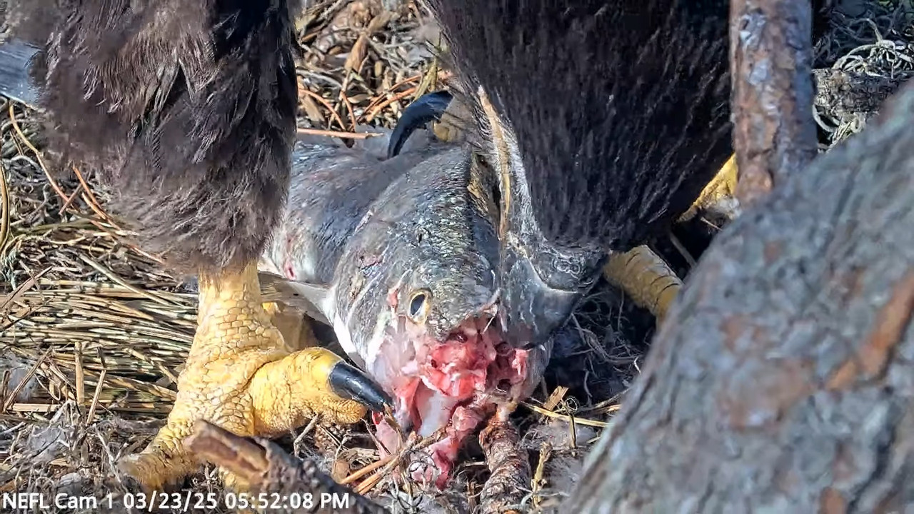 NEFL Cam 1 — tiešraidē Bald Eagle Cam 3-34-29 screenshot