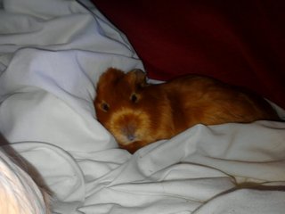 Amelia-Jane-sleeping.jpg