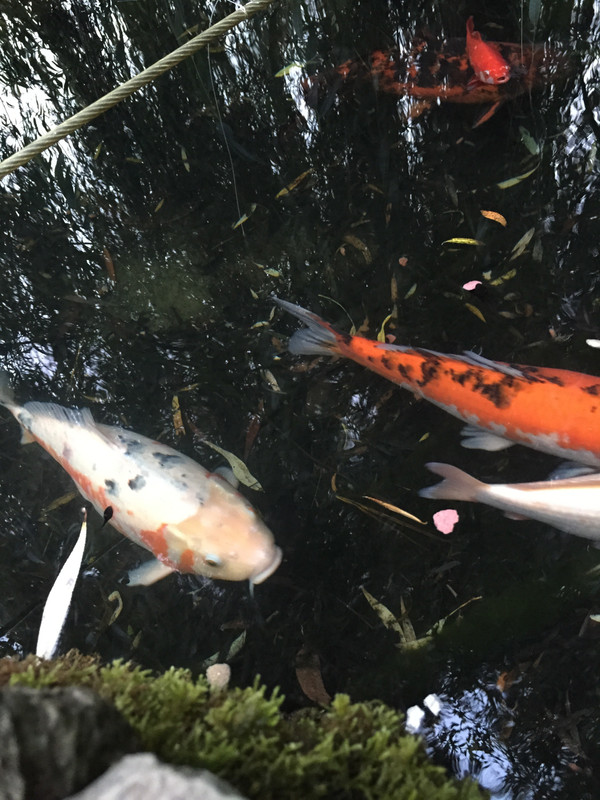 4C729D2C-D630-49DF-B81D-718DA5F4E0FA