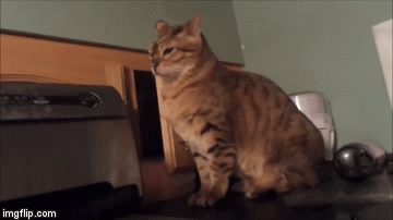Cat-Slow-Punch.gif