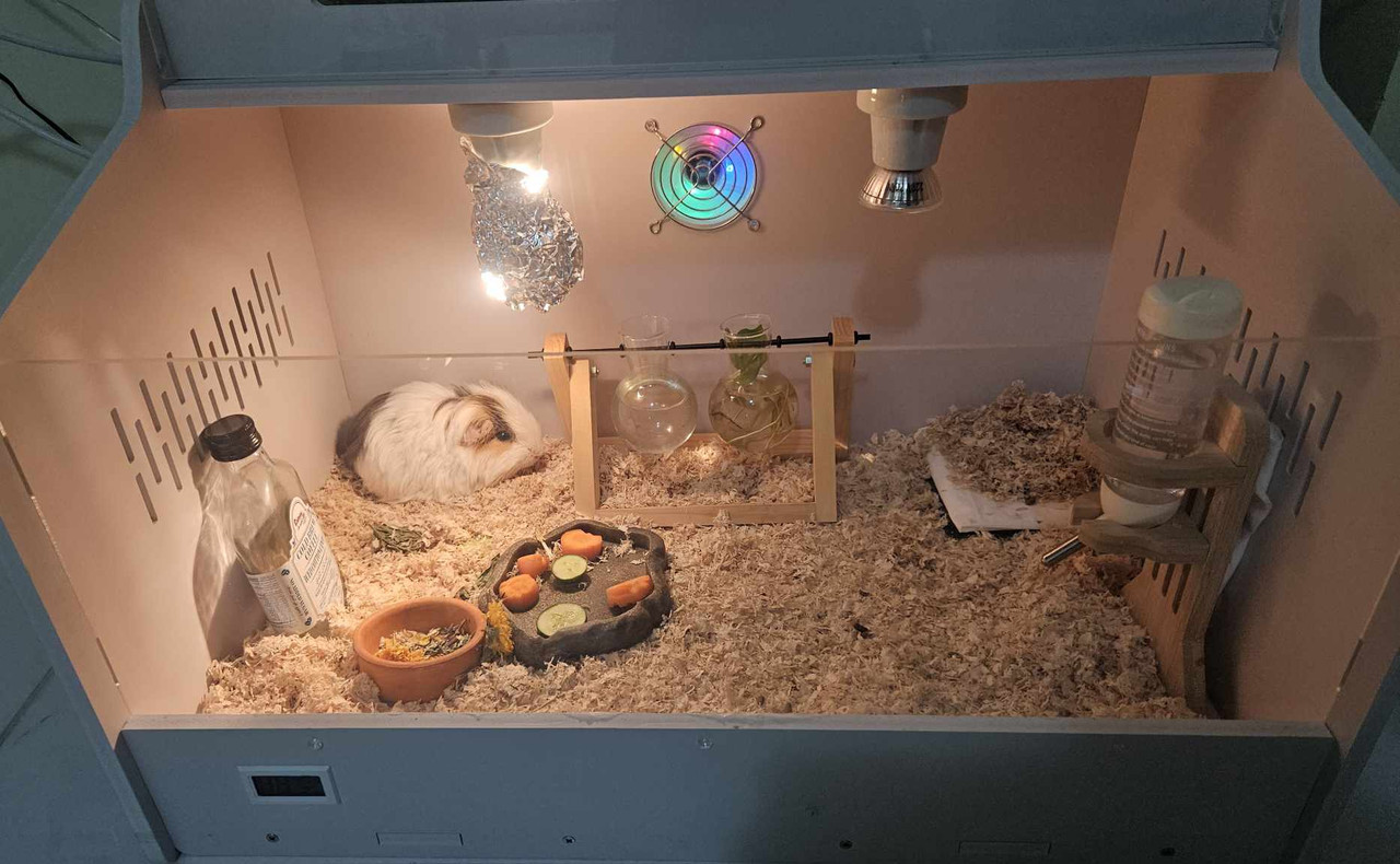 pigy1.jpg