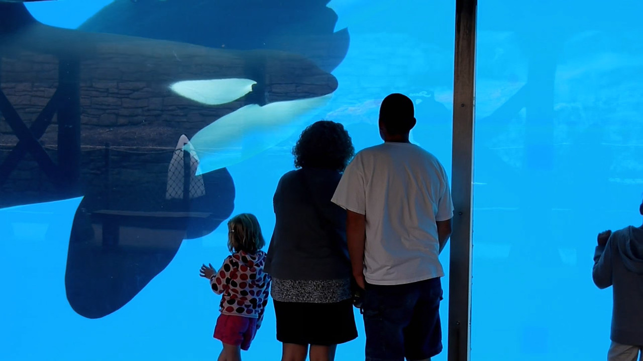 Blackfish (2013) (1080p BluRay x265 Silence).mkv_snapshot_00.04.