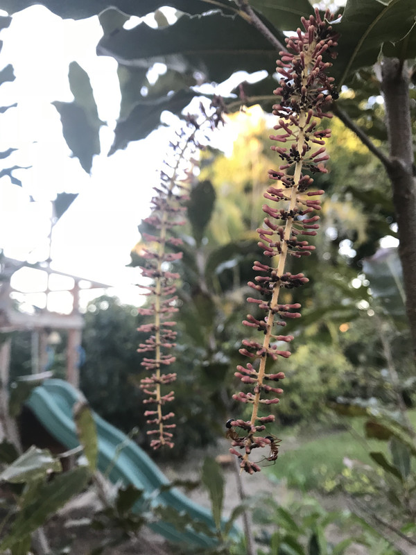 MacadamiaFlowers03162018