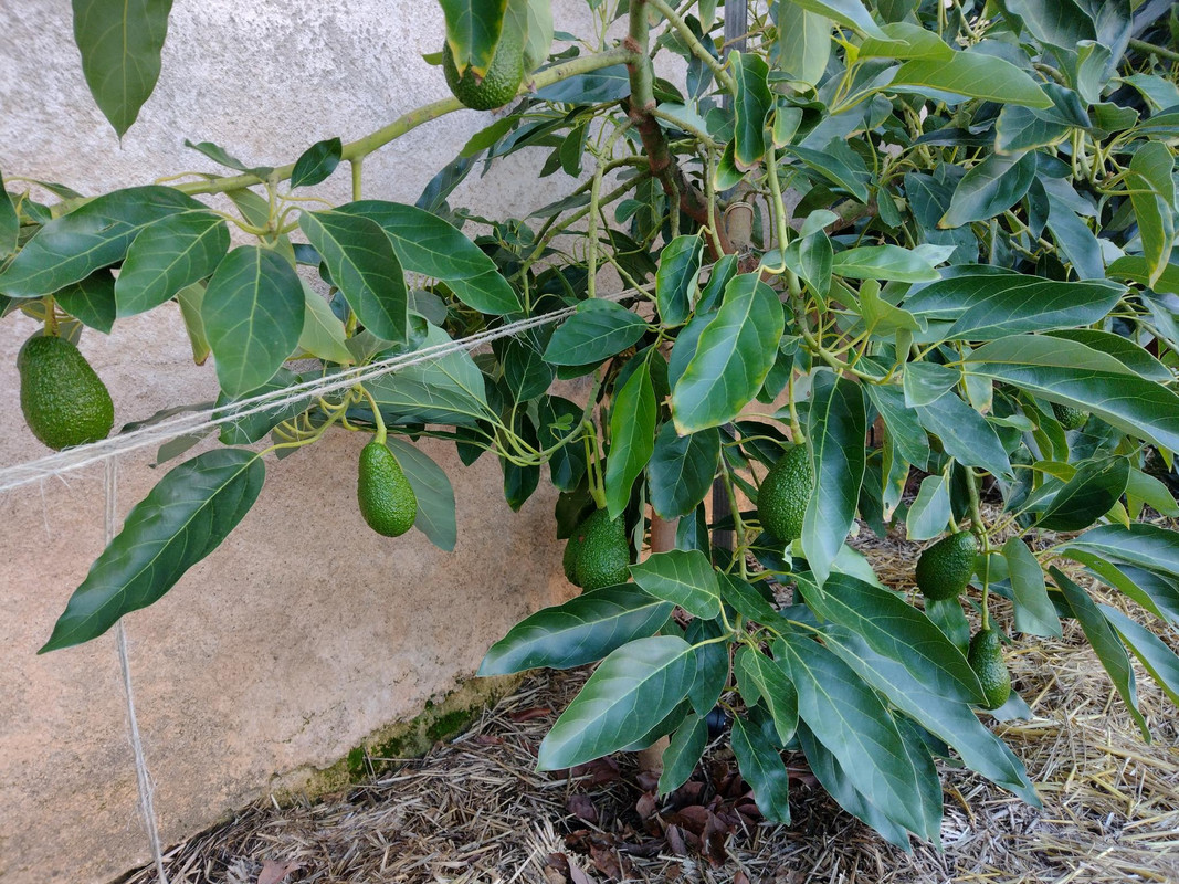 avocatier hass 03-12-2023 (2)