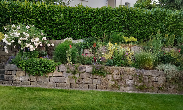 Garten mit Rosen