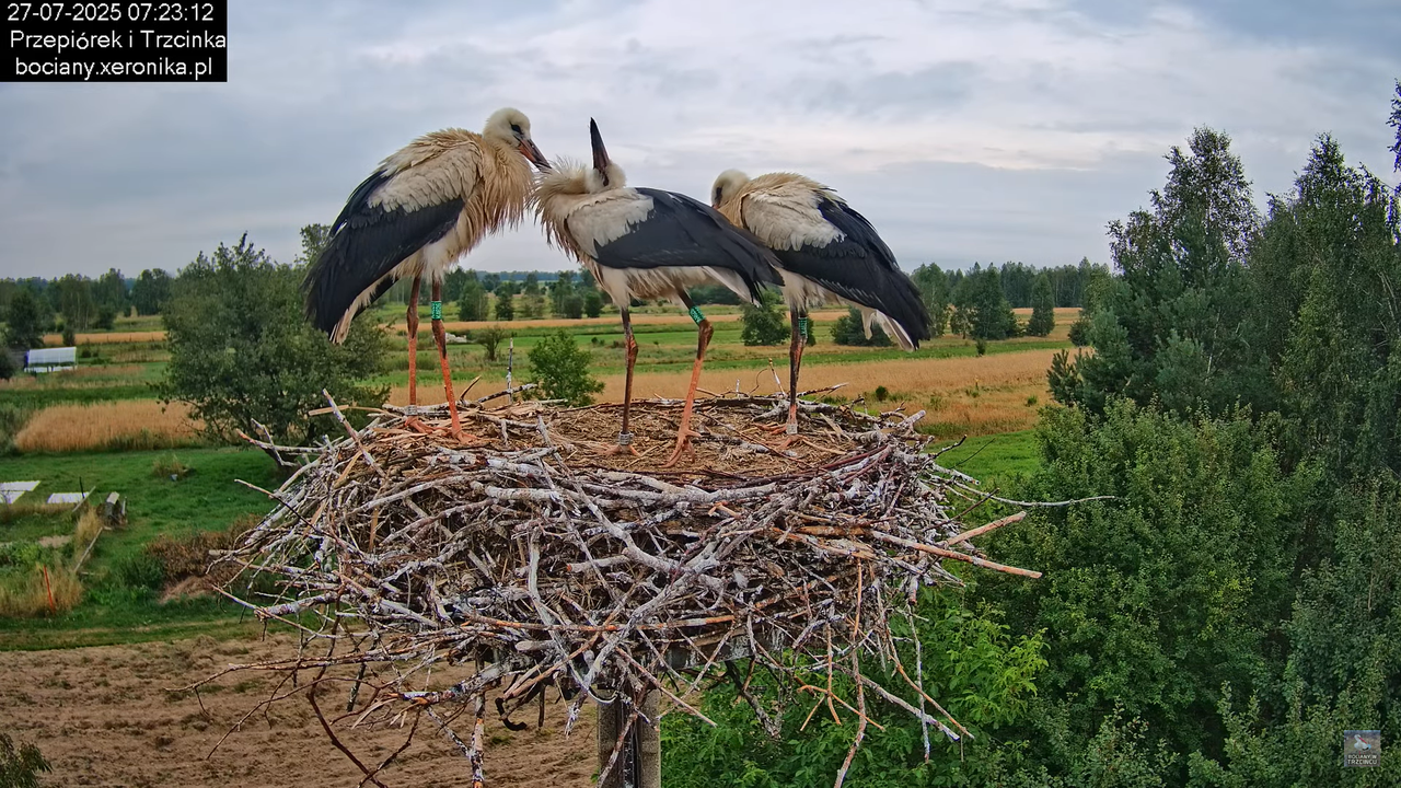 27072025bociany17
