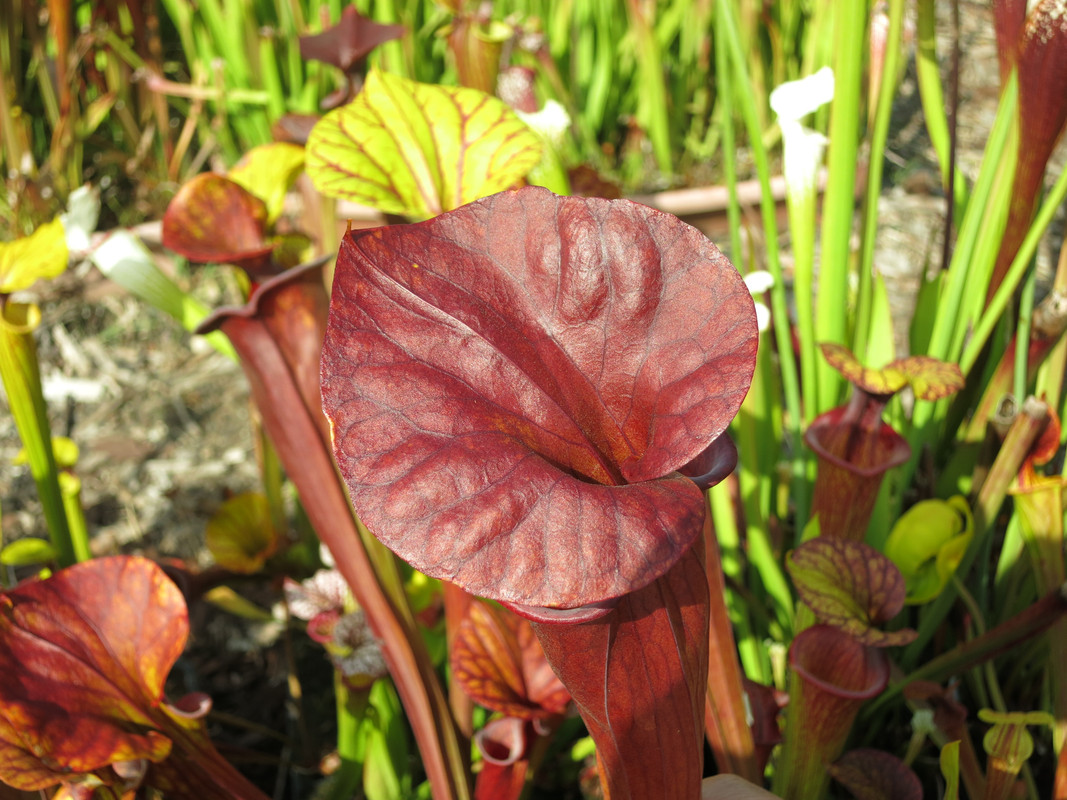 atropurpurea GIANT, 2018 archive