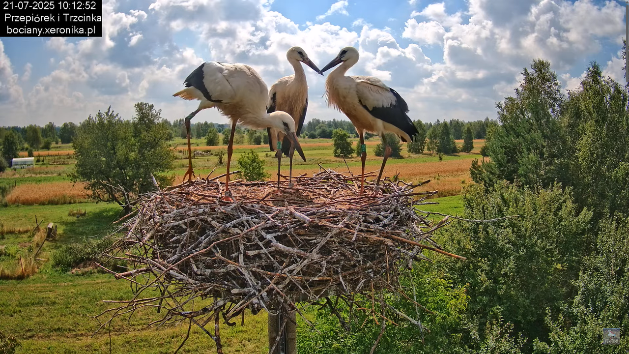 21072025bociany28