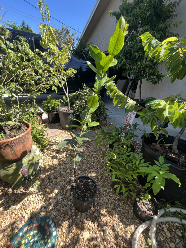 A204DB5E-FB29-400A-93AD-94F6D20A5B60