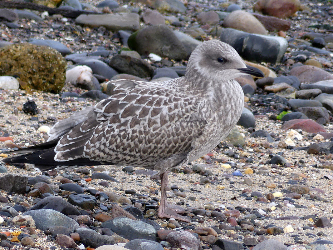 YOUNG HERRING GULL 5 240824