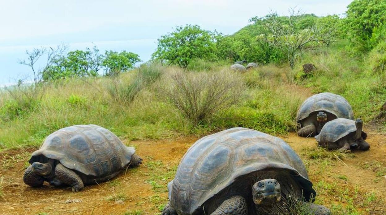 Investigan muerte violenta de muchas tortugas gigantes en Galápagos