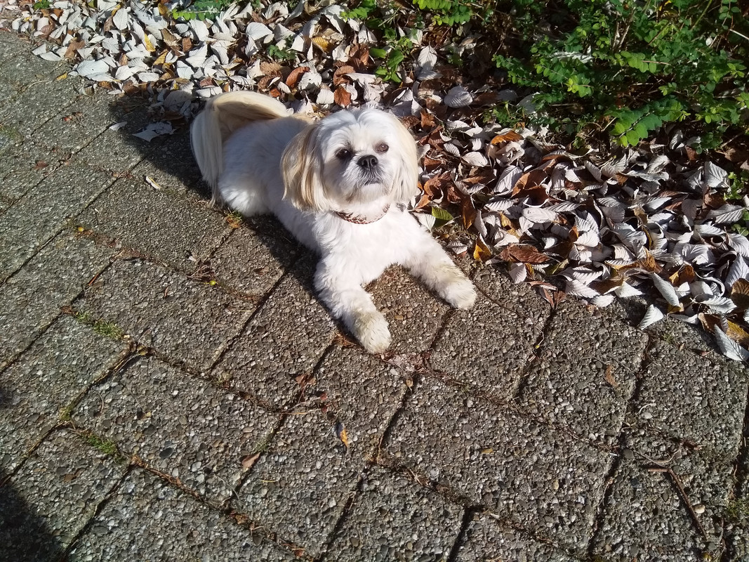 Afbeelding