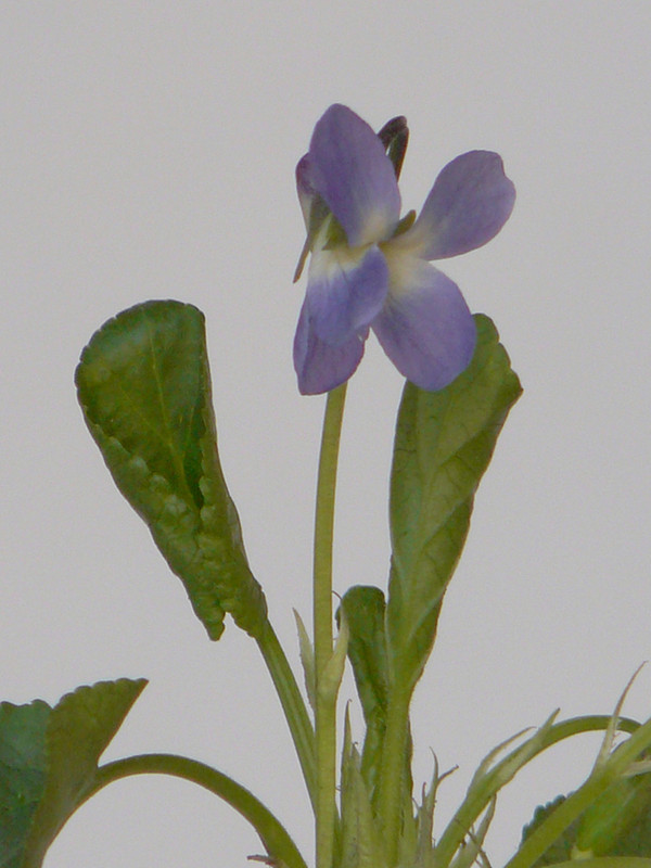 P1110786-0.1... (1024)