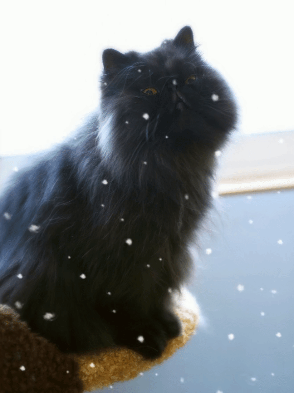 ezgif-com-video-to-gif-converted(1)