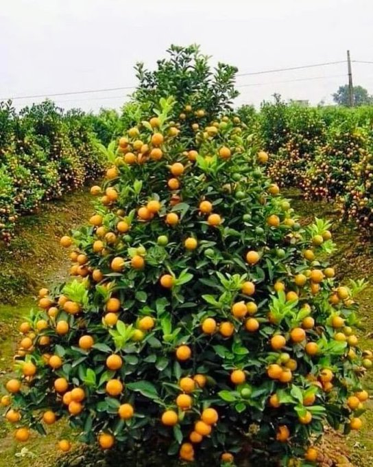 Абхазская новогодняя ёлка !