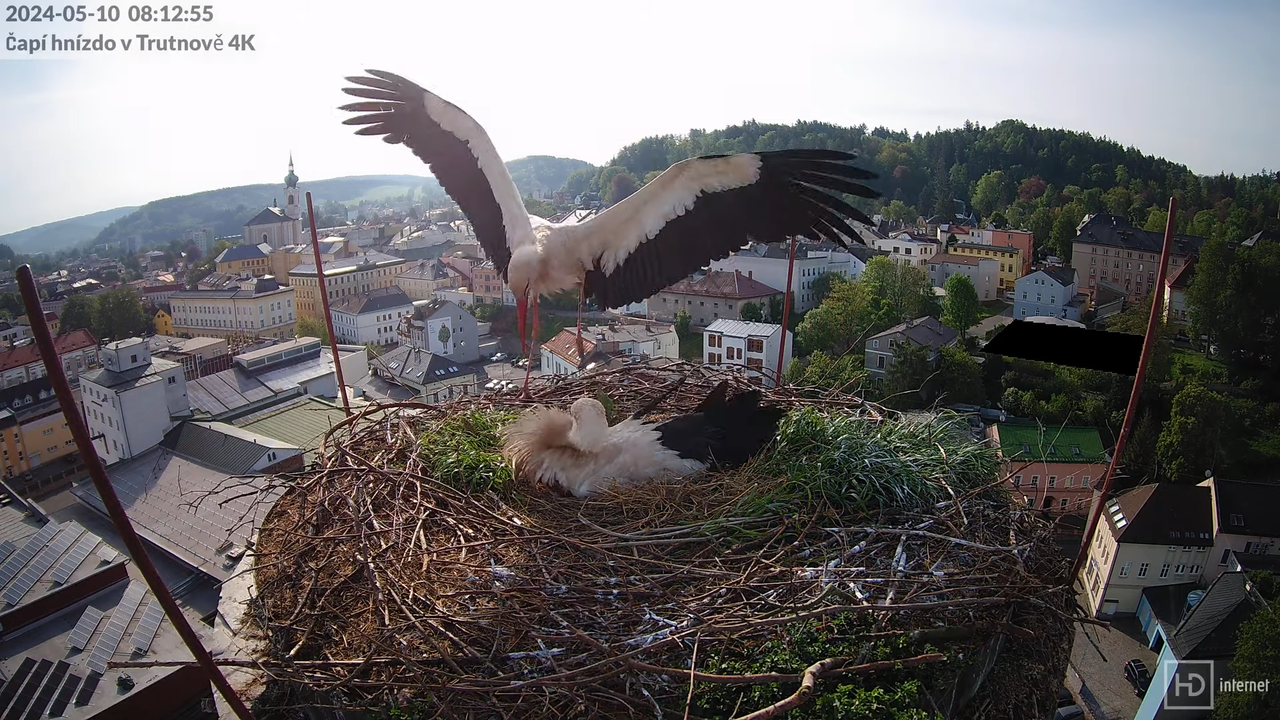 Tiešraidē no stārķa ligzdas uz alus darītavas skursteņa Trutnovā 10-23-45 screenshot