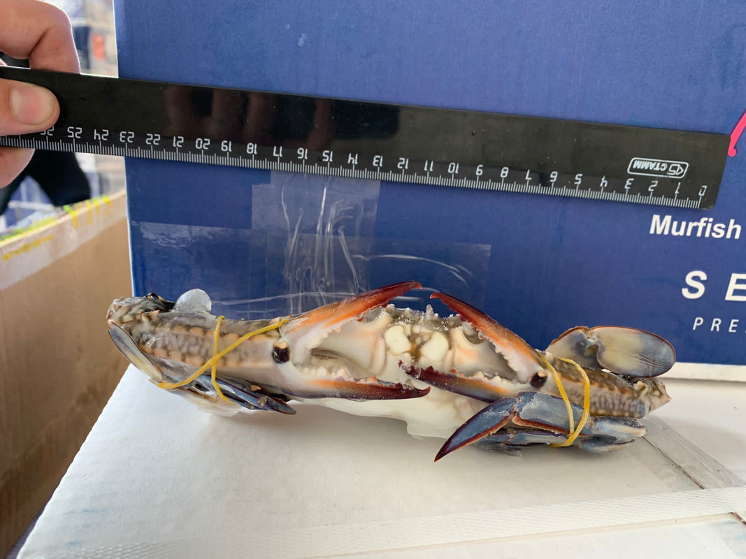 краб 4 6 — Postimages