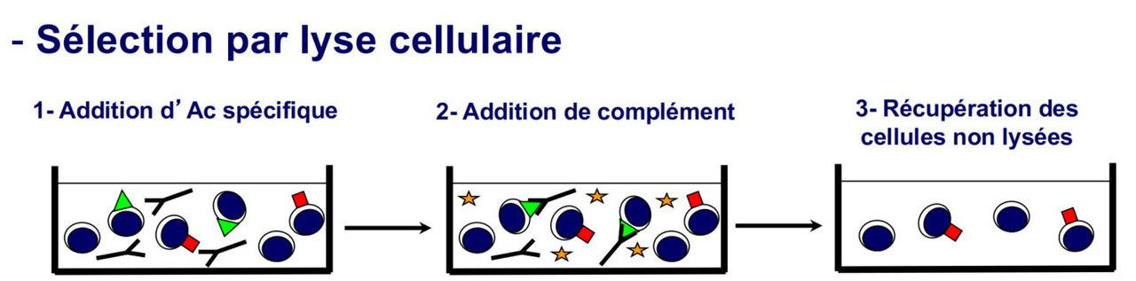 2025-02-07 18_30_05-L1 Immunoanalyse 2022(BS).pdf - WPS Office
