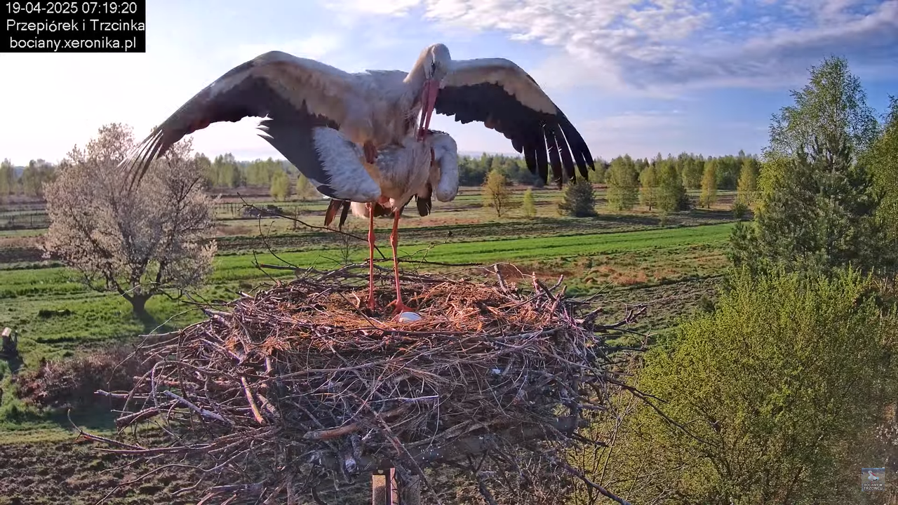 19042025bociany6