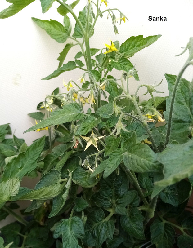 IMG_20230617_113414Sank