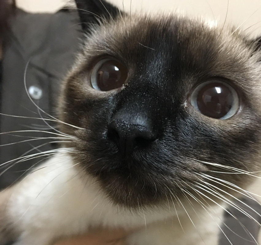 jia's cat harry