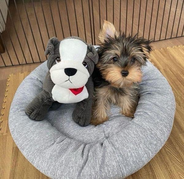 Teacup Yorkie Cooper