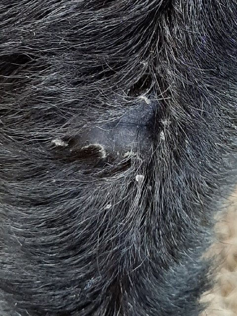 Corona hairloss 1