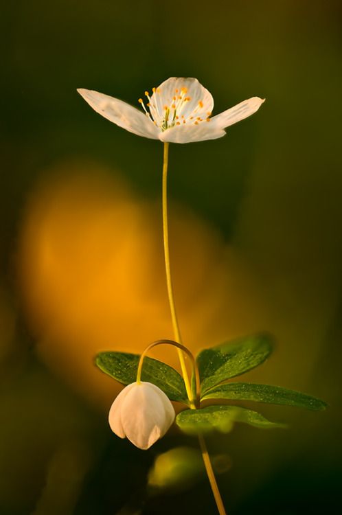 diaphane fleur