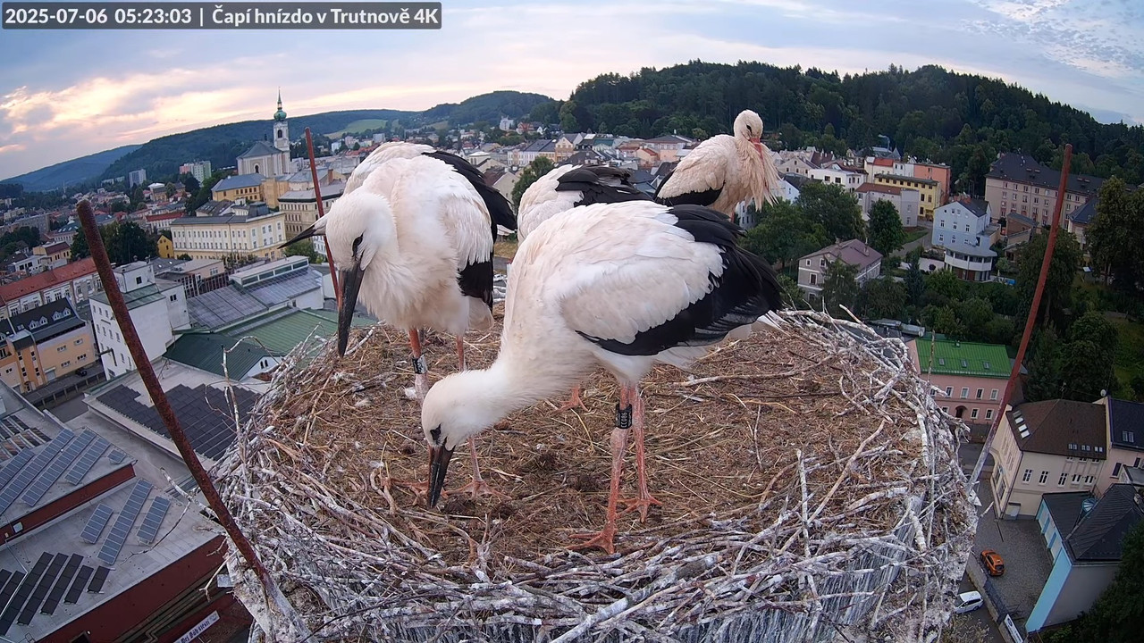 Tiešraide no stārķa ligzdas uz alus darītavas skursteņa Trutnovā 7-21-22 screenshot