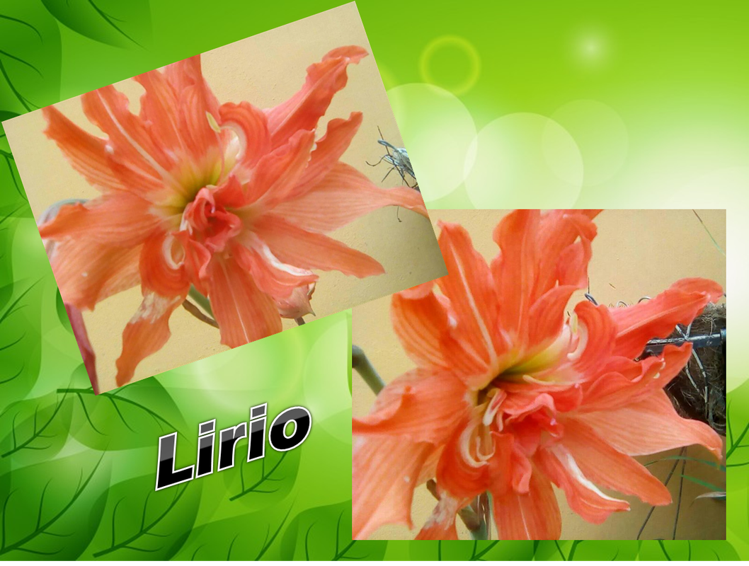 lirio-2.png