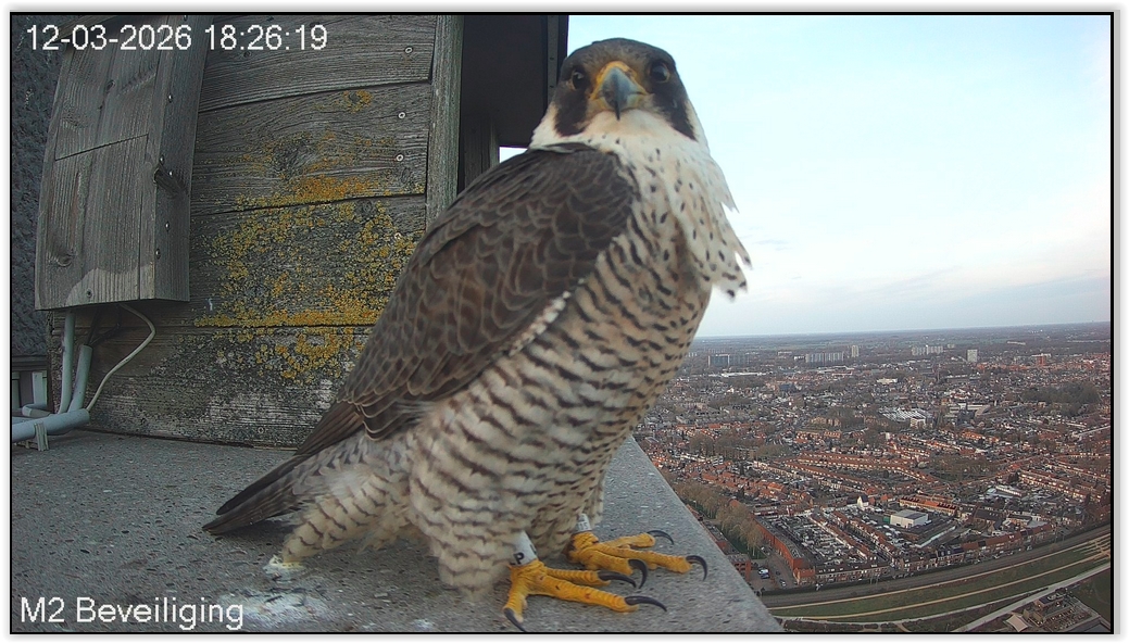 Screen Shot 03 12 26 at 06 26 PM 001