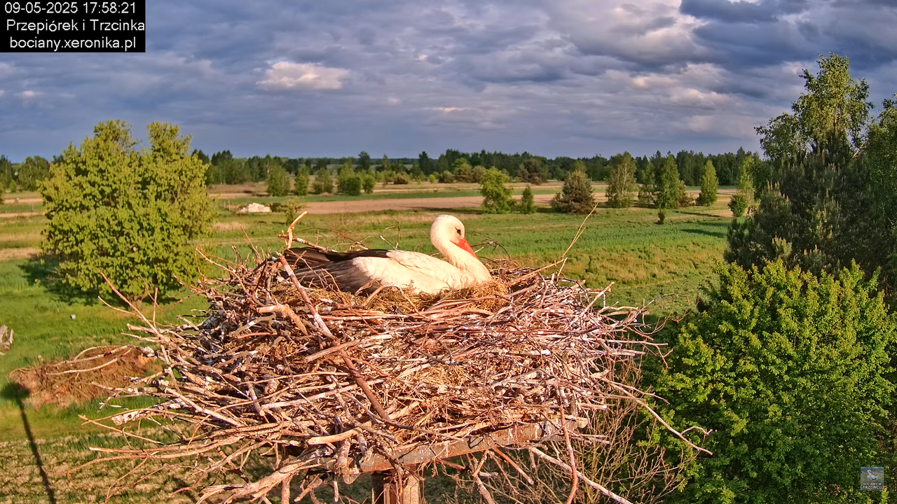 09052025bociany38