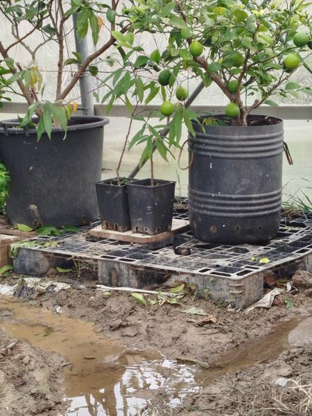 IMG-20251031-092159-1