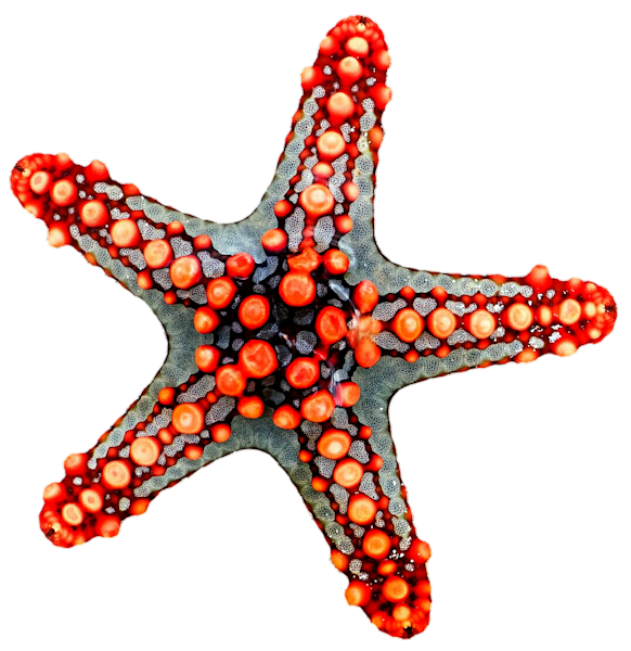 Elements (79)