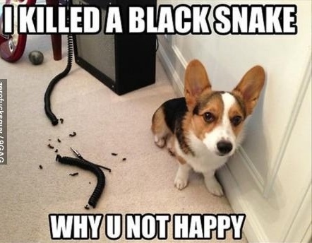 killed-black-snake.jpg