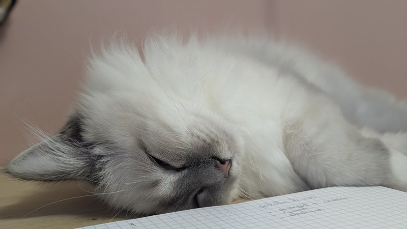 https://i.postimg.cc/vBcMXkc8/PXL-20250829-183831779-PORTRAIT.jpg