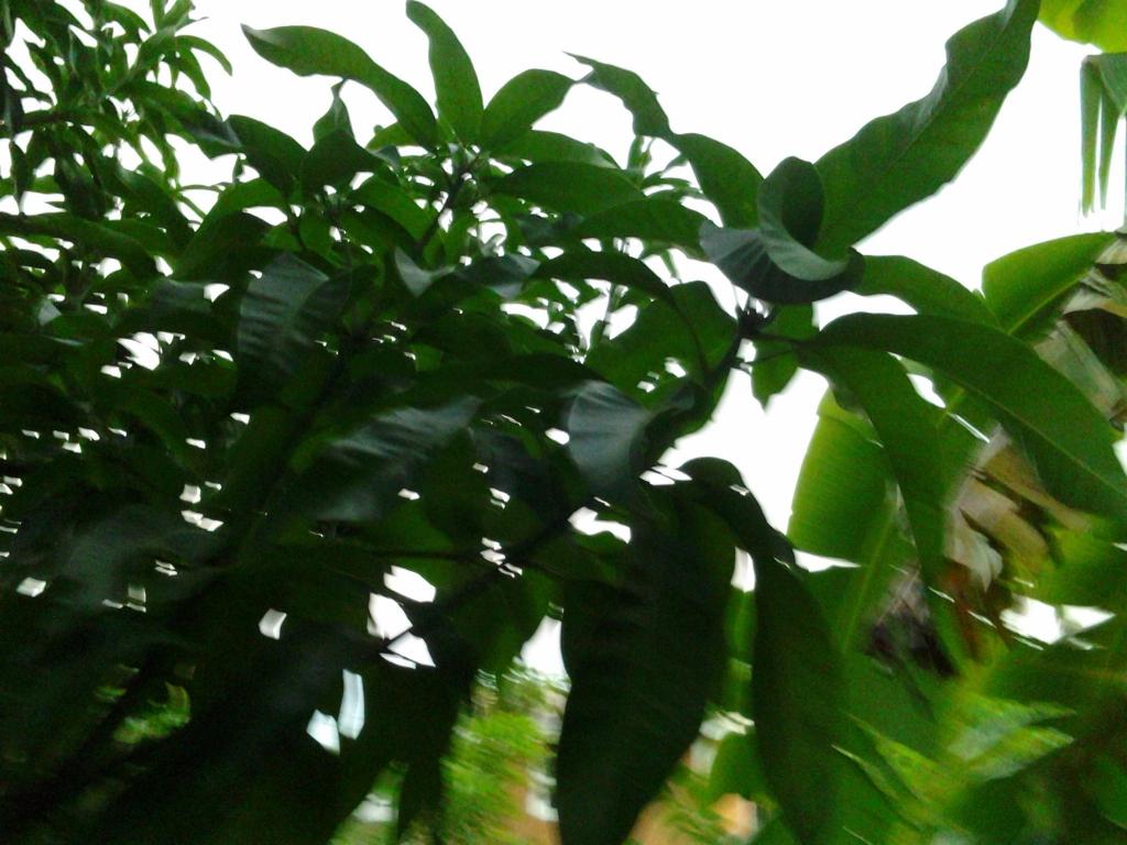 Carrieseedling_zpsf8709ca7