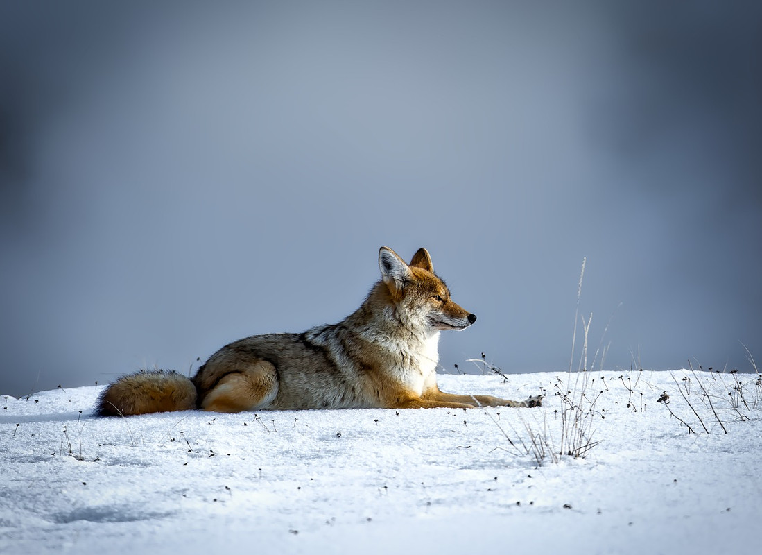 brown-coyote-new.jpg