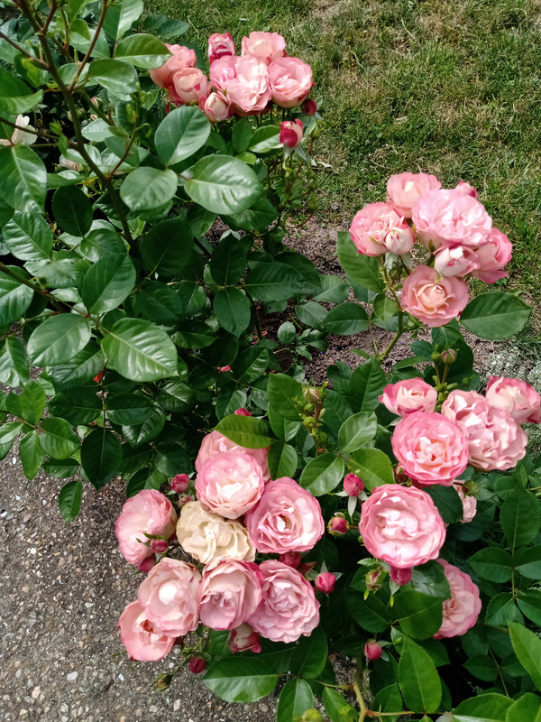 IMG_20230610_151900069