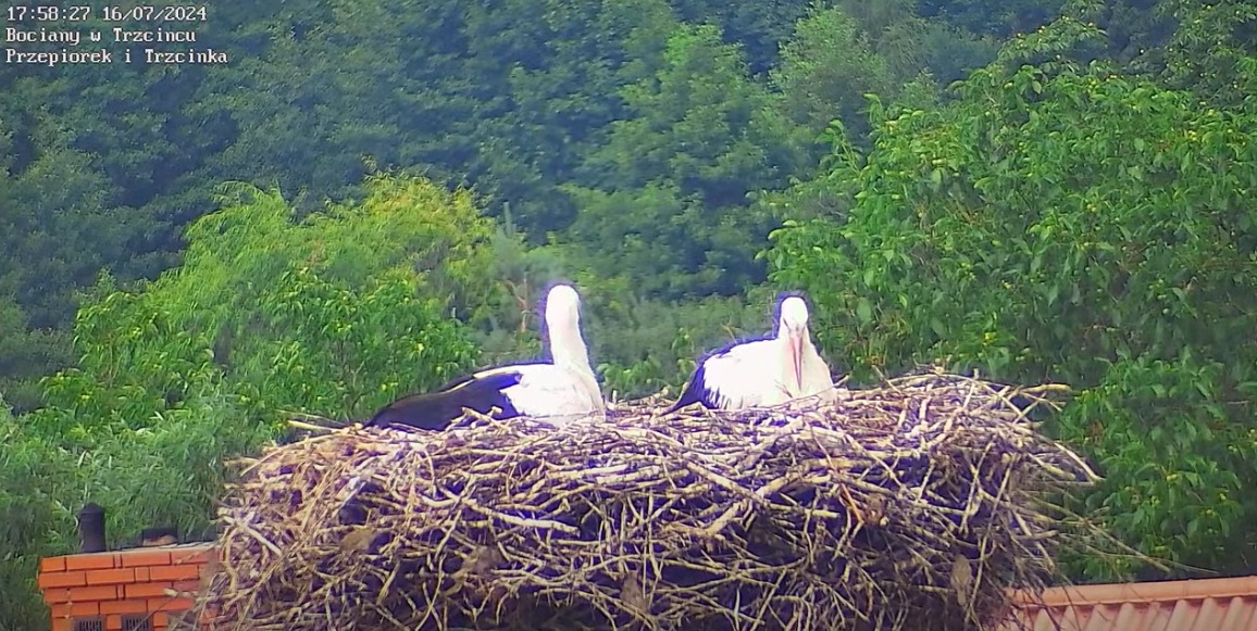 multumdzikichlokatorow