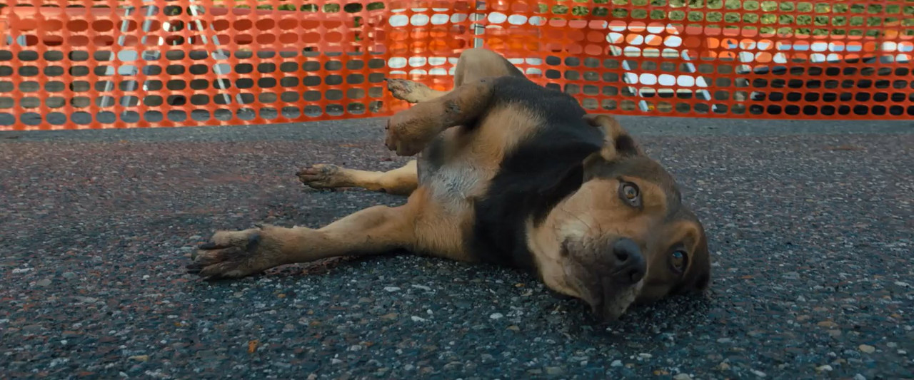 A Dog's Way Home 2019 BluRay [Hindi + Tamil + Telugu + English] 480p, 720p ESub Screenshot